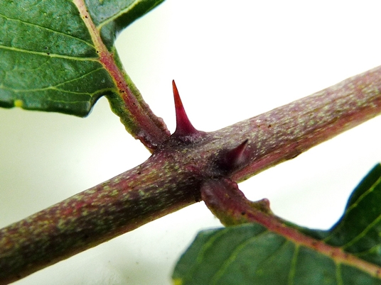 {Zanthoxylum clava-herculis}